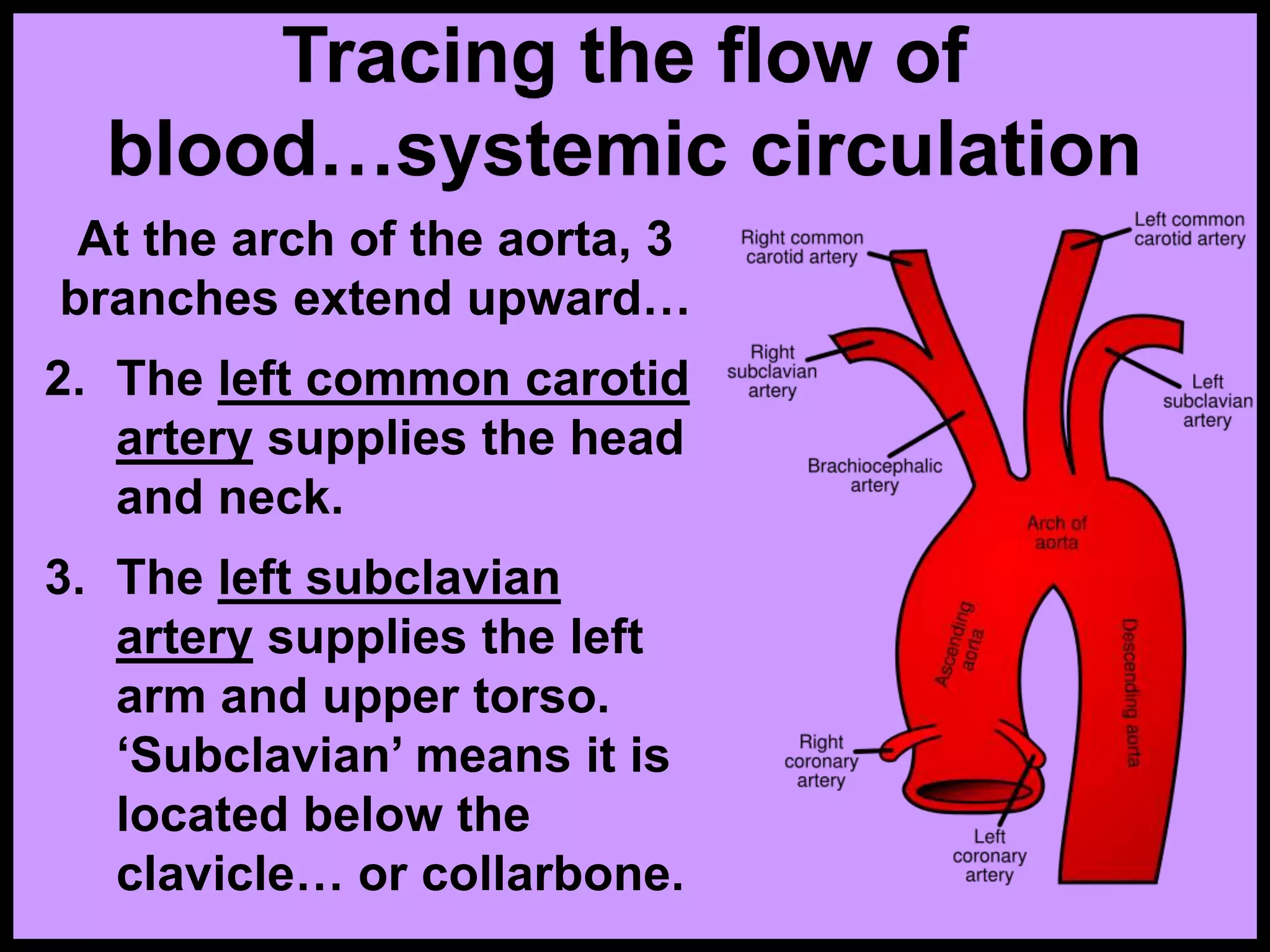 Tracing the flow of
blood…systemic circulation
At the arch of the aorta, 3
branches extend upward…
2. The left common carotid
artery supplies the head
and neck.
3. The left subclavian
artery supplies the left
arm and upper torso.
‘Subclavian’ means it is
located below the
clavicle… or collarbone.
 
