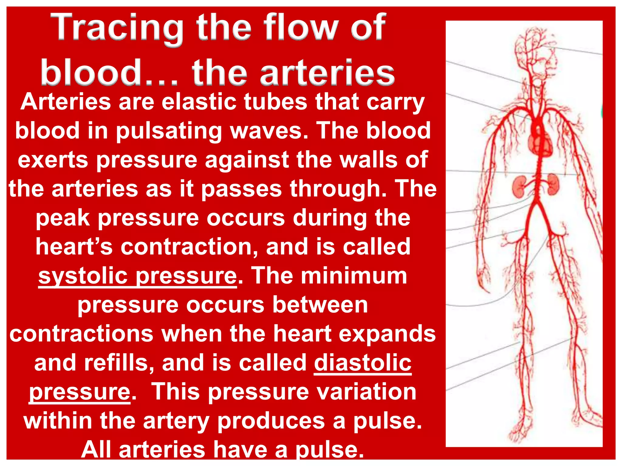 Tracing the flow of
blood… the arteries
Arteries are elastic tubes that carry
blood in pulsating waves. The blood
exerts pressure against the walls of
the arteries as it passes through. The
peak pressure occurs during the
heart’s contraction, and is called
systolic pressure. The minimum
pressure occurs between
contractions when the heart expands
and refills, and is called diastolic
pressure. This pressure variation
within the artery produces a pulse.
All arteries have a pulse.
 