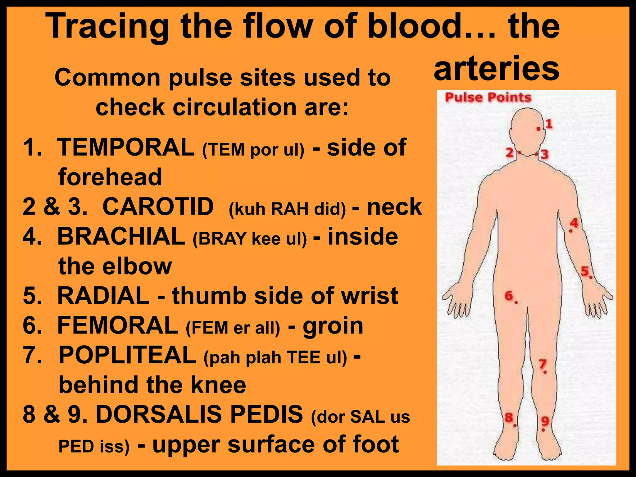 Tracing the flow of blood… the
arteries
Common pulse sites used to
check circulation are:
1. TEMPORAL (TEM por ul) - side of
forehead
2 & 3. CAROTID (kuh RAH did) - neck
4. BRACHIAL (BRAY kee ul) - inside
the elbow
5. RADIAL - thumb side of wrist
6. FEMORAL (FEM er all) - groin
7. POPLITEAL (pah plah TEE ul) -
behind the knee
8 & 9. DORSALIS PEDIS (dor SAL us
PED iss) - upper surface of foot
 