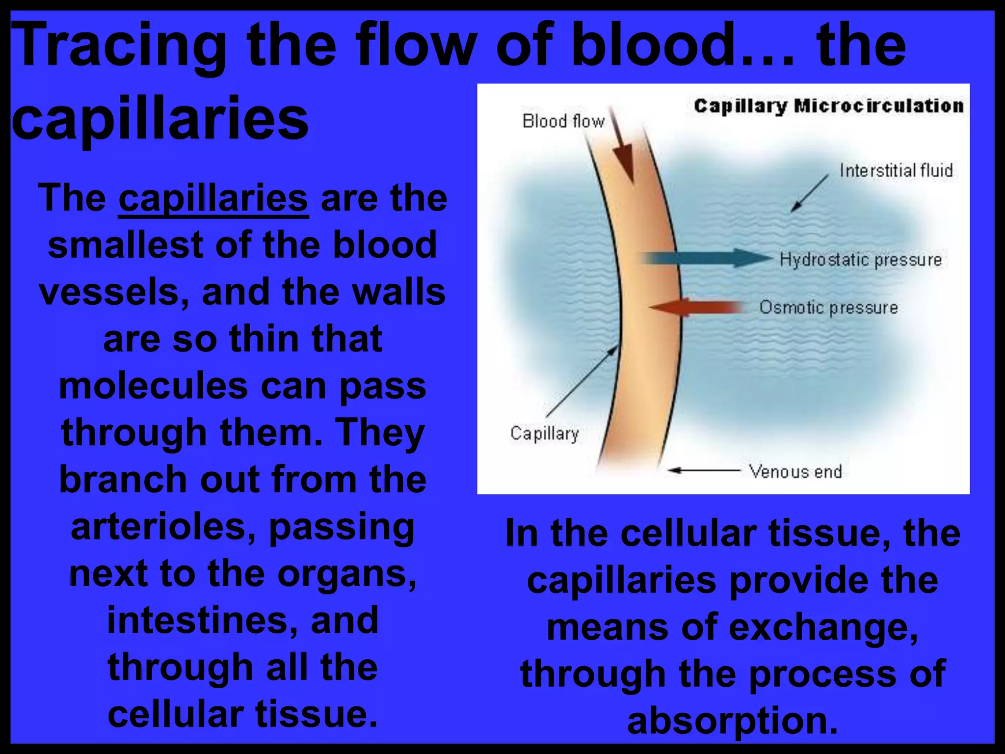 Tracing the flow of blood… the
capillaries
The capillaries are the
smallest of the blood
vessels, and the walls
are so thin that
molecules can pass
through them. They
branch out from the
arterioles, passing
next to the organs,
intestines, and
through all the
cellular tissue.
In the cellular tissue, the
capillaries provide the
means of exchange,
through the process of
absorption.
 