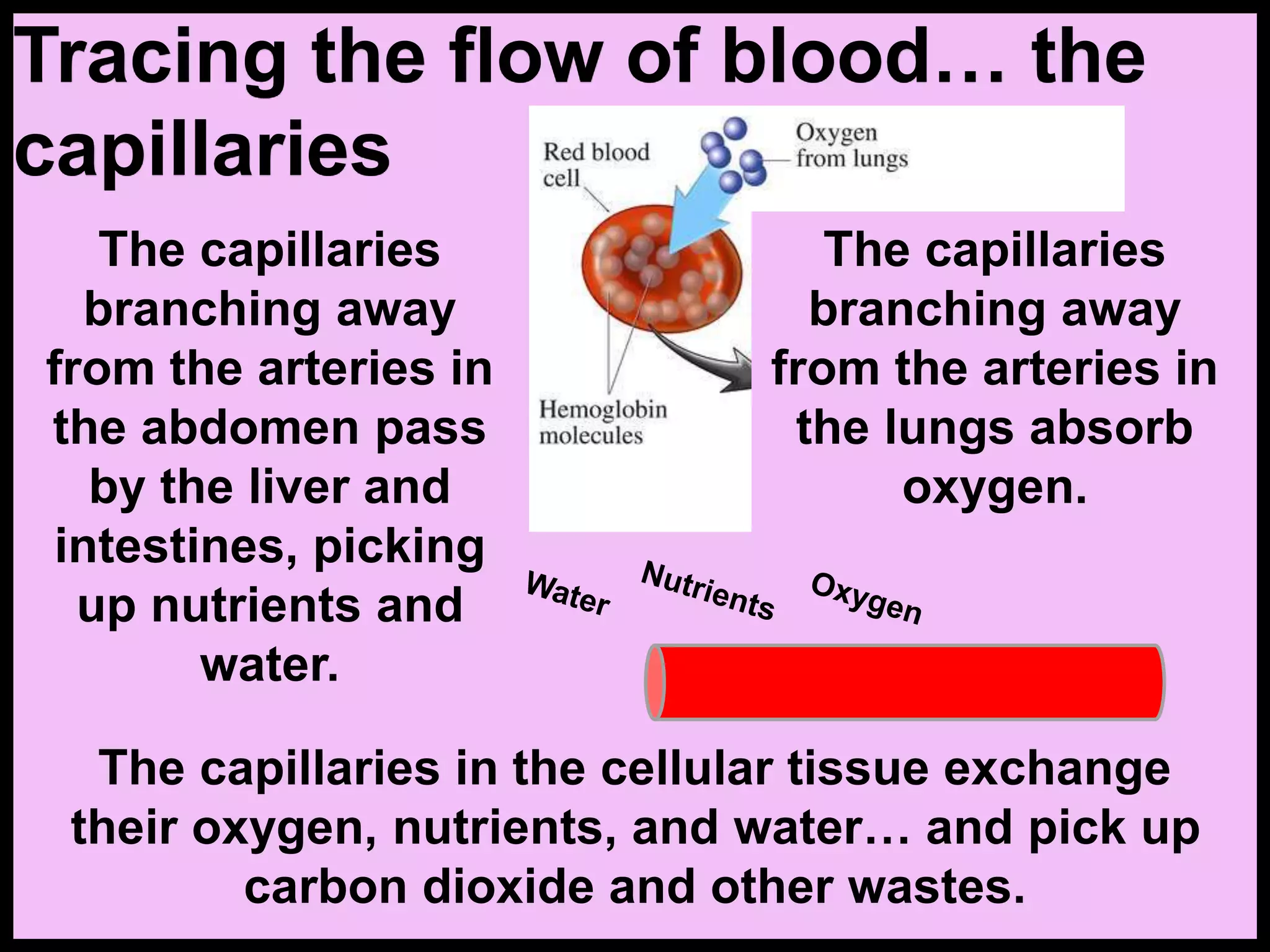 Tracing the flow of blood… the
capillaries
The capillaries
branching away
from the arteries in
the abdomen pass
by the liver and
intestines, picking
up nutrients and
water.
The capillaries in the cellular tissue exchange
their oxygen, nutrients, and water… and pick up
carbon dioxide and other wastes.
The capillaries
branching away
from the arteries in
the lungs absorb
oxygen.
 