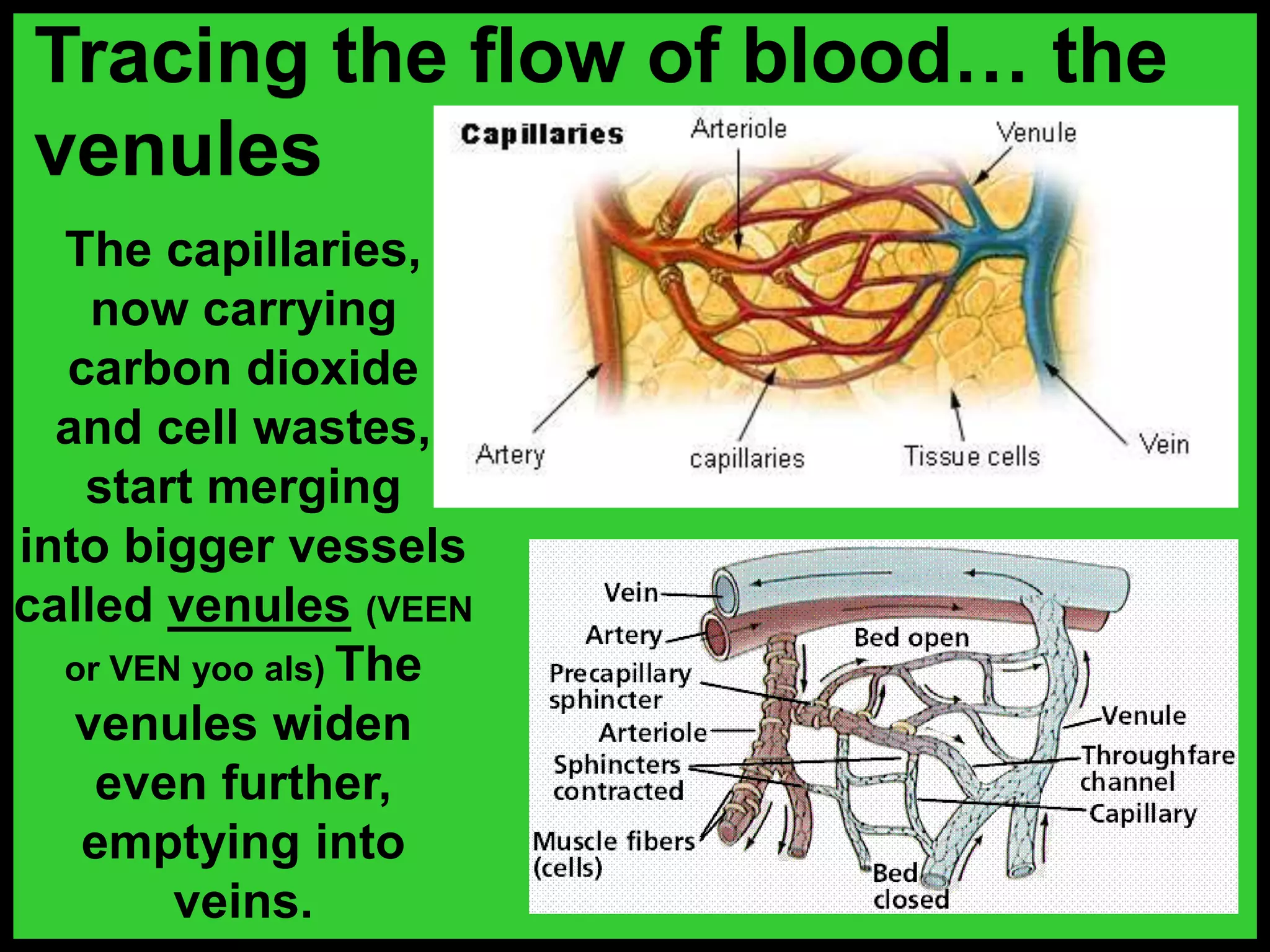 Tracing the flow of blood… the
venules
The capillaries,
now carrying
carbon dioxide
and cell wastes,
start merging
into bigger vessels
called venules (VEEN
or VEN yoo als) The
venules widen
even further,
emptying into
veins.
 
