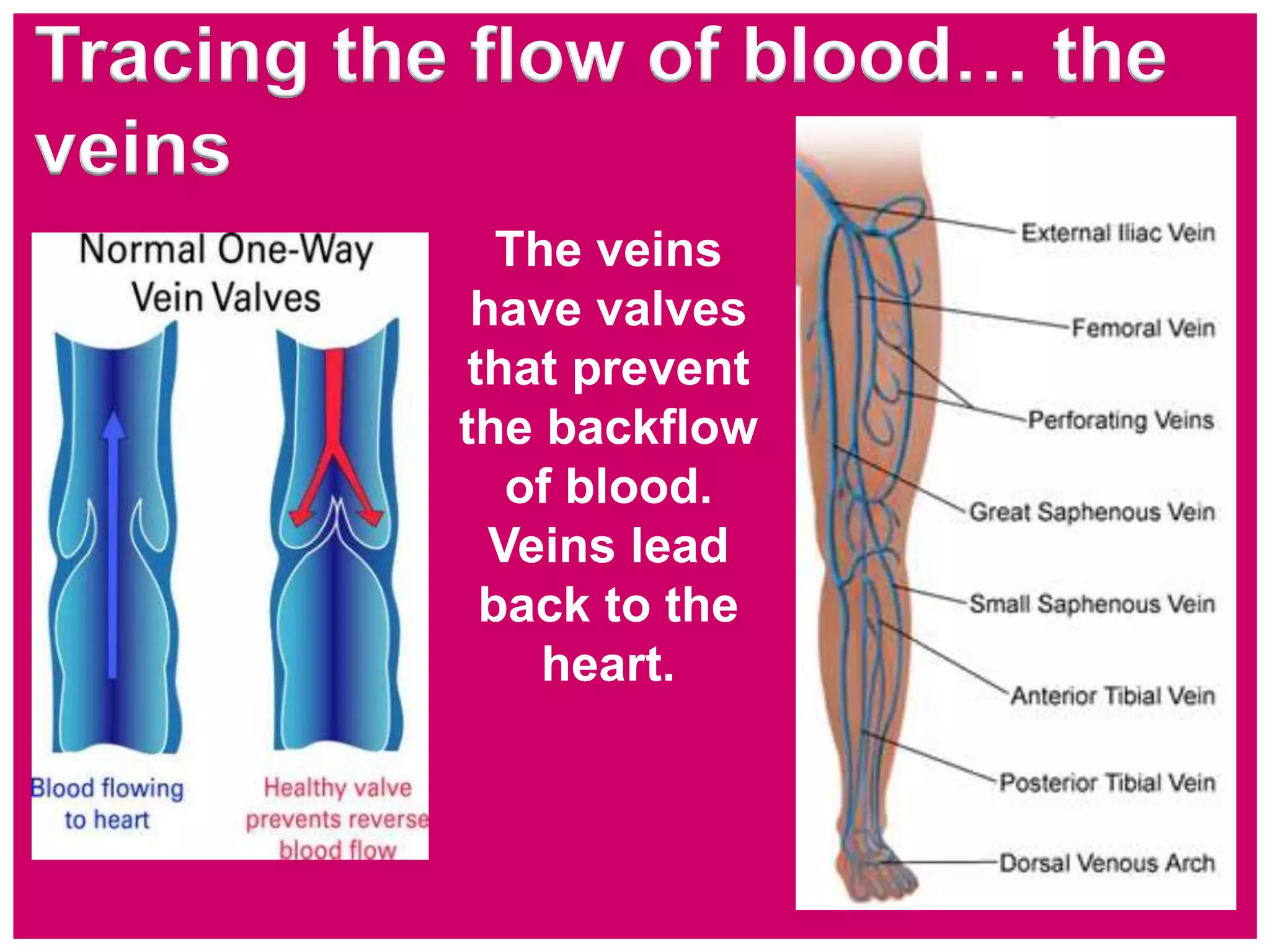The veins
have valves
that prevent
the backflow
of blood.
Veins lead
back to the
heart.
Tracing the flow of blood… the
veins
 