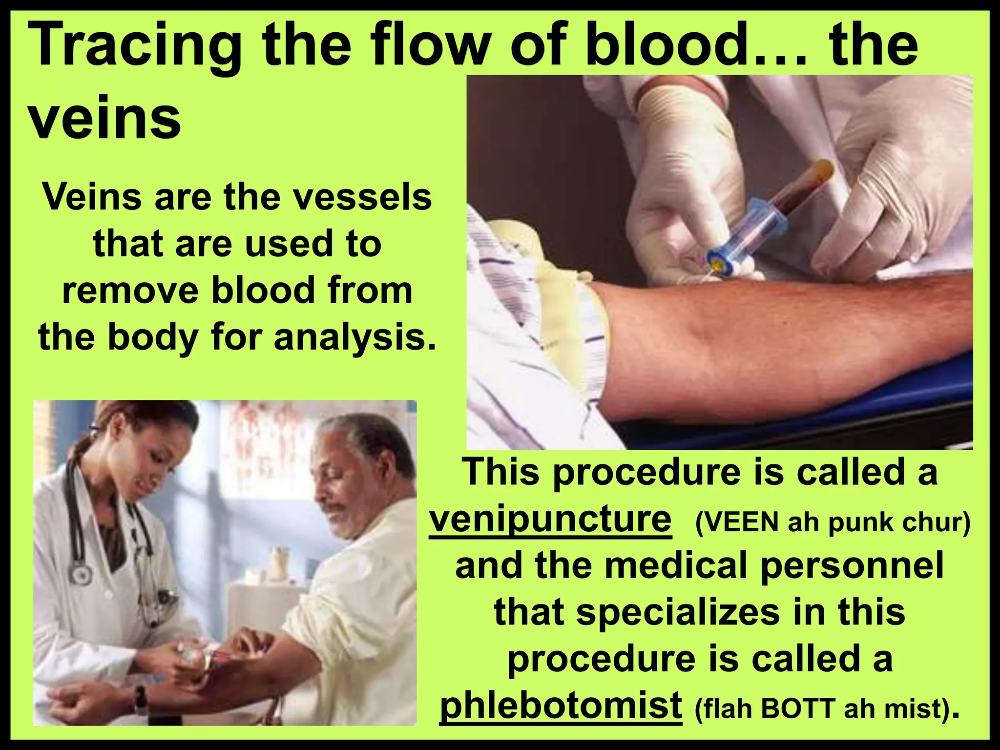 Veins are the vessels
that are used to
remove blood from
the body for analysis.
Tracing the flow of blood… the
veins
This procedure is called a
venipuncture (VEEN ah punk chur)
and the medical personnel
that specializes in this
procedure is called a
phlebotomist (flah BOTT ah mist).
 