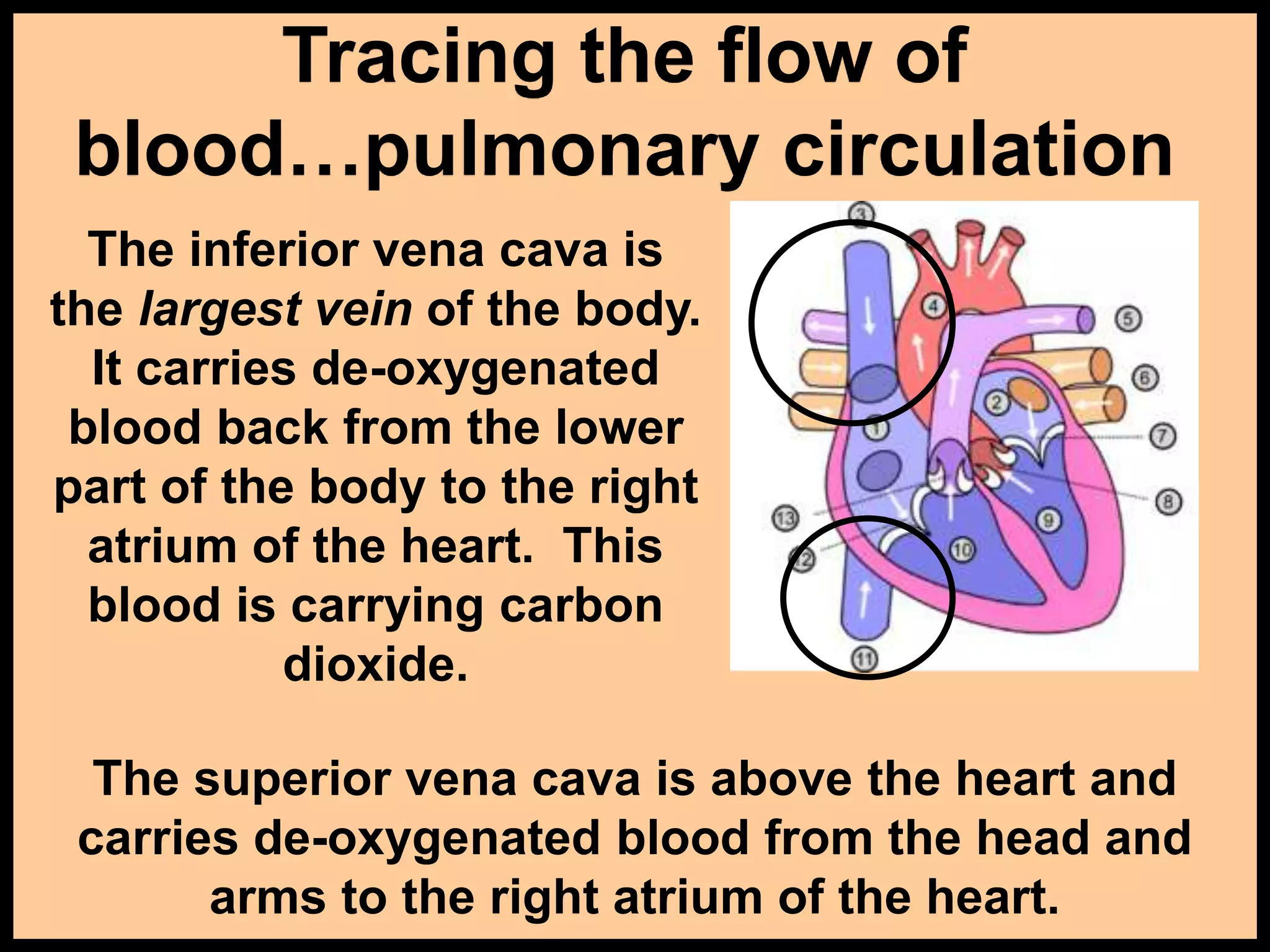 Tracing the flow of
blood…pulmonary circulation
The inferior vena cava is
the largest vein of the body.
It carries de-oxygenated
blood back from the lower
part of the body to the right
atrium of the heart. This
blood is carrying carbon
dioxide.
The superior vena cava is above the heart and
carries de-oxygenated blood from the head and
arms to the right atrium of the heart.
 