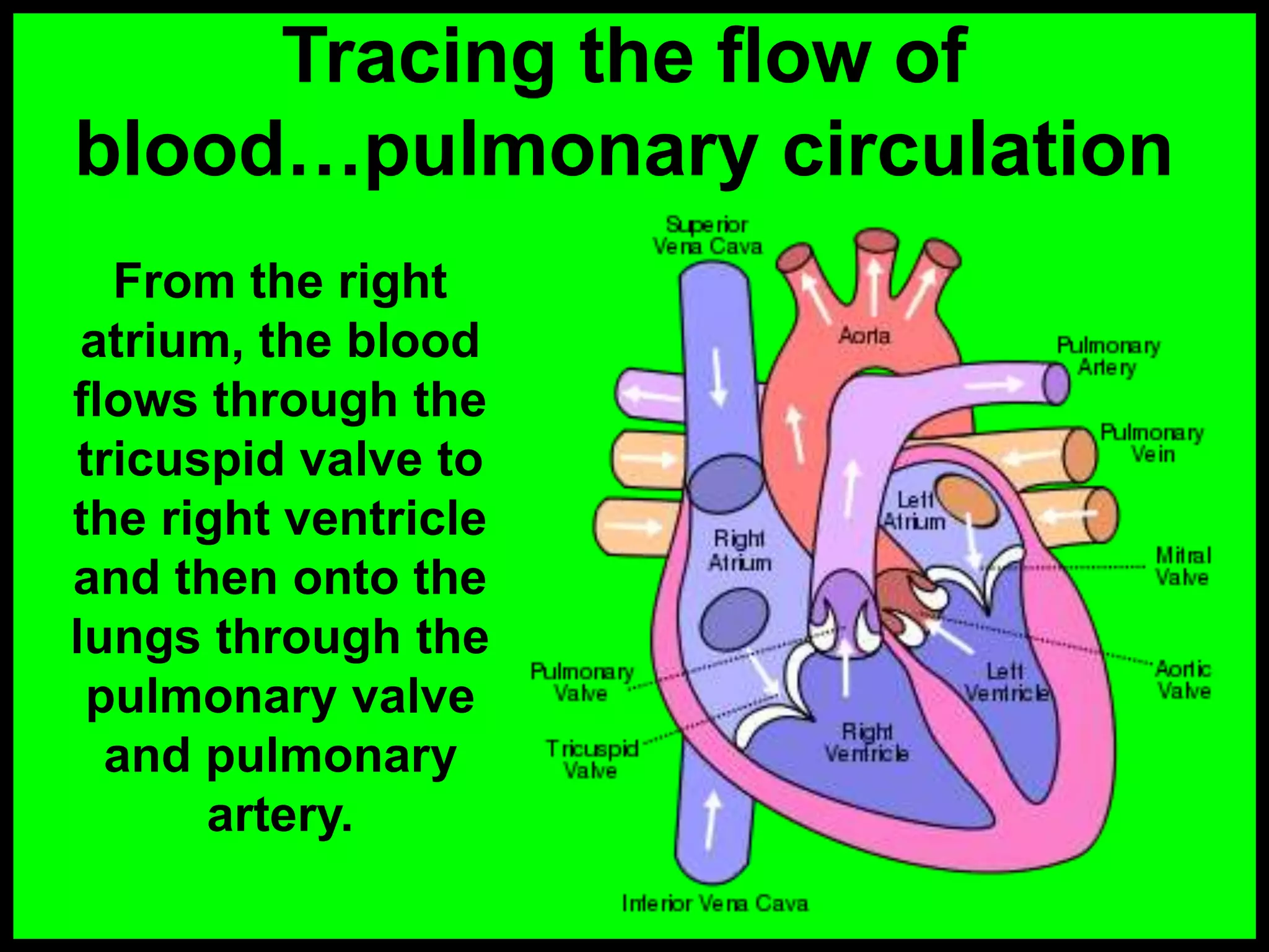 Tracing the flow of
blood…pulmonary circulation
From the right
atrium, the blood
flows through the
tricuspid valve to
the right ventricle
and then onto the
lungs through the
pulmonary valve
and pulmonary
artery.
 