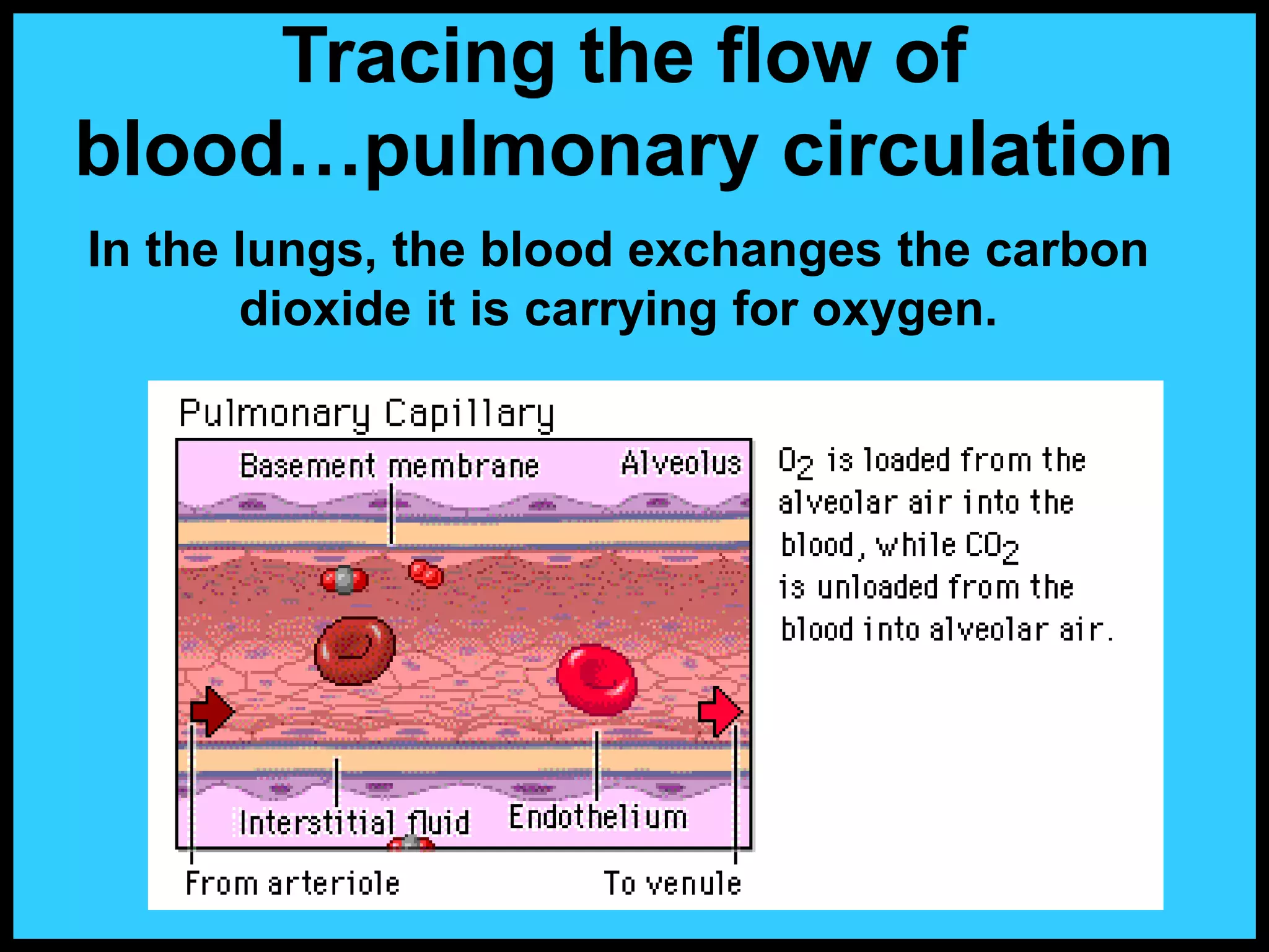 In the lungs, the blood exchanges the carbon
dioxide it is carrying for oxygen.
Tracing the flow of
blood…pulmonary circulation
 