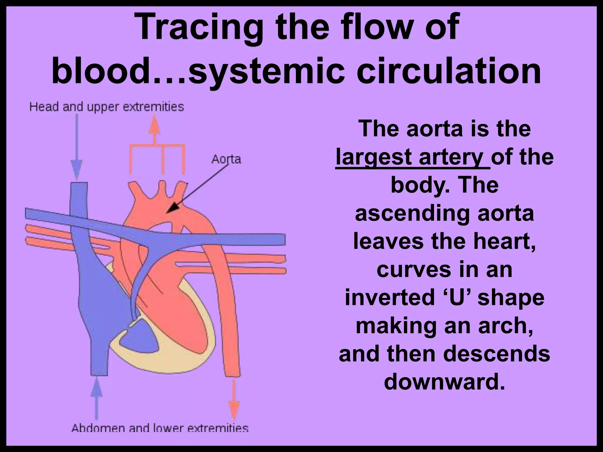 Tracing the flow of
blood…systemic circulation
The aorta is the
largest artery of the
body. The
ascending aorta
leaves the heart,
curves in an
inverted ‘U’ shape
making an arch,
and then descends
downward.
 