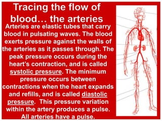 Tracing the flow of
blood… the arteries
Arteries are elastic tubes that carry
blood in pulsating waves. The blood
exerts pressure against the walls of
the arteries as it passes through. The
peak pressure occurs during the
heart’s contraction, and is called
systolic pressure. The minimum
pressure occurs between
contractions when the heart expands
and refills, and is called diastolic
pressure. This pressure variation
within the artery produces a pulse.
All arteries have a pulse.
 
