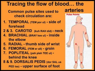 Tracing the flow of blood… the
arteries
Common pulse sites used to
check circulation are:
1. TEMPORAL (TEM por ul) - side of
forehead
2 & 3. CAROTID (kuh RAH did) - neck
4. BRACHIAL (BRAY kee ul) - inside
the elbow
5. RADIAL - thumb side of wrist
6. FEMORAL (FEM er all) - groin
7. POPLITEAL (pah plah TEE ul) -
behind the knee
8 & 9. DORSALIS PEDIS (dor SAL us
PED iss) - upper surface of foot
 