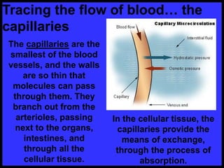 Tracing the flow of blood… the
capillaries
The capillaries are the
smallest of the blood
vessels, and the walls
are so thin that
molecules can pass
through them. They
branch out from the
arterioles, passing
next to the organs,
intestines, and
through all the
cellular tissue.
In the cellular tissue, the
capillaries provide the
means of exchange,
through the process of
absorption.
 