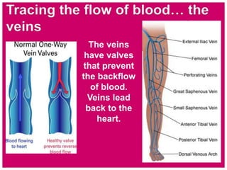The veins
have valves
that prevent
the backflow
of blood.
Veins lead
back to the
heart.
Tracing the flow of blood… the
veins
 