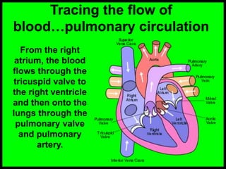 Tracing the flow of
blood…pulmonary circulation
From the right
atrium, the blood
flows through the
tricuspid valve to
the right ventricle
and then onto the
lungs through the
pulmonary valve
and pulmonary
artery.
 