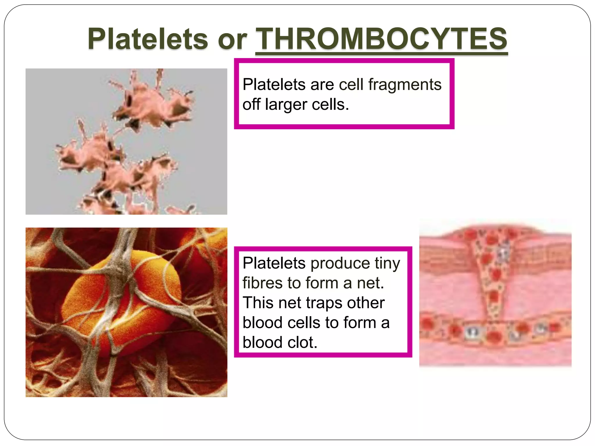 Platelets or THROMBOCYTES
Platelets are cell fragments
off larger cells.
Platelets produce tiny
fibres to form a net.
This net traps other
blood cells to form a
blood clot.
 