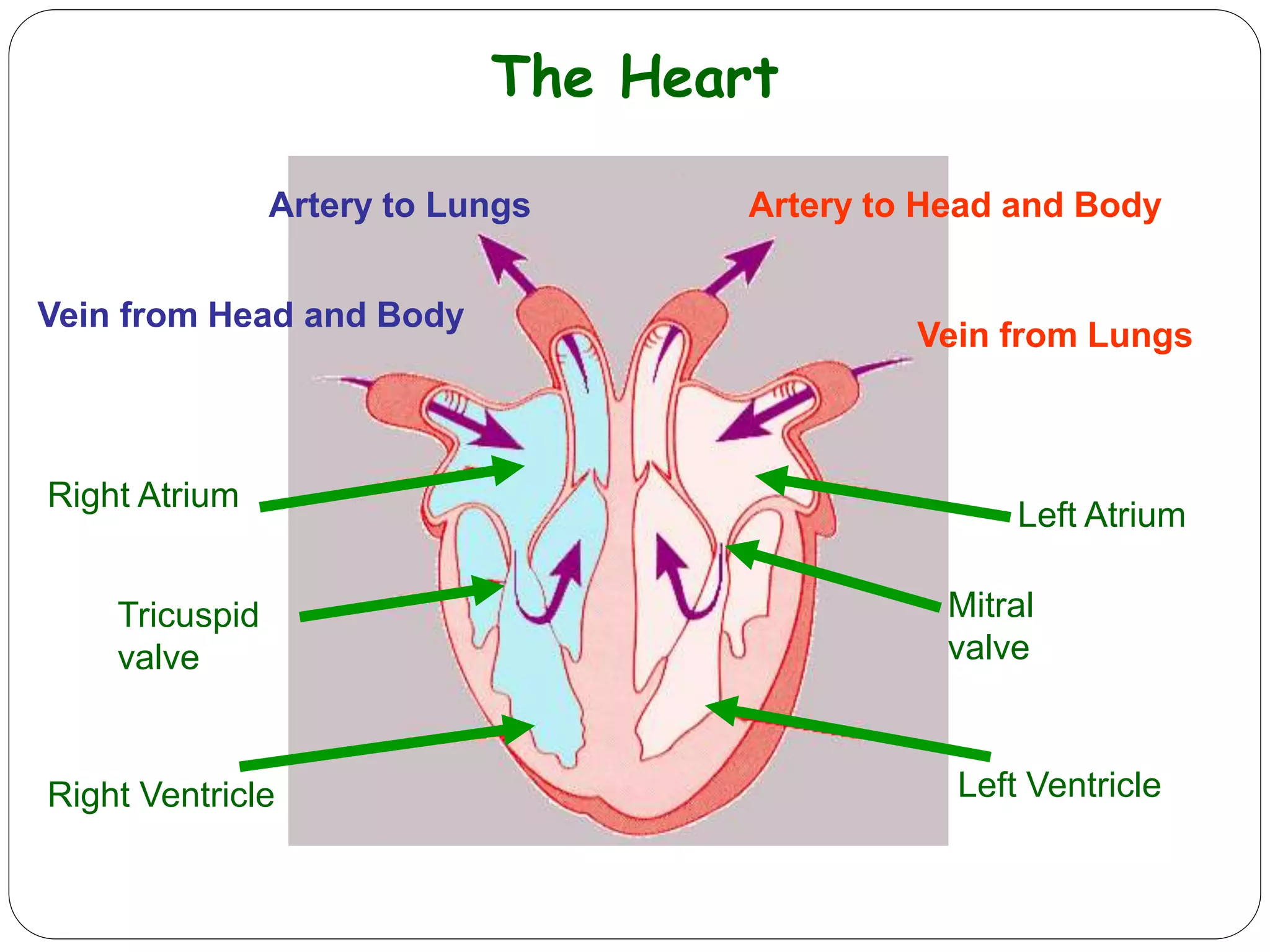 The Heart
Left Ventricle
Left Atrium
Right Atrium
Right Ventricle
Tricuspid
valve
Vein from Lungs
Artery to Head and BodyArtery to Lungs
Vein from Head and Body
Mitral
valve
 
