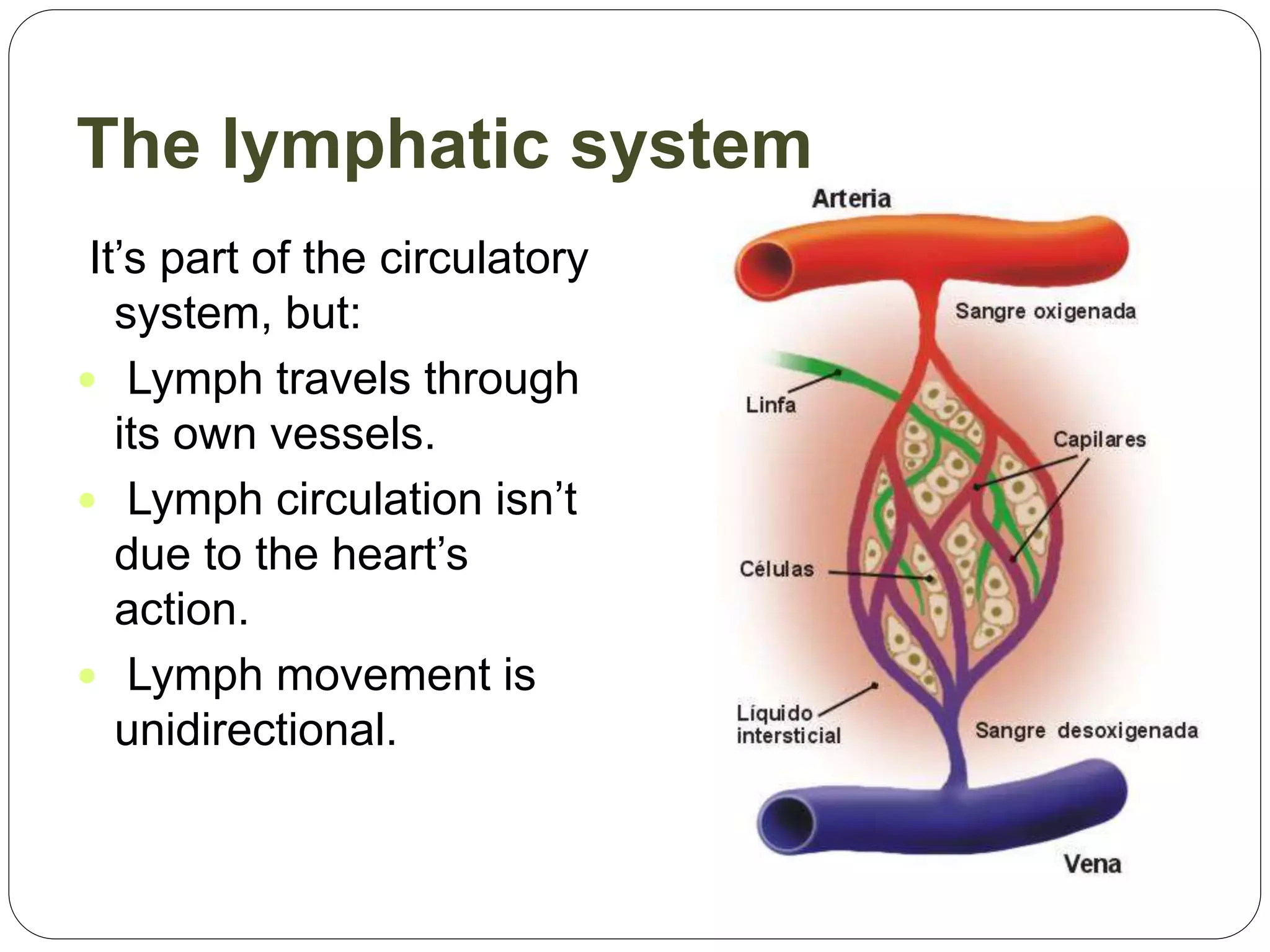 The lymphatic system
It’s part of the circulatory
system, but:
 Lymph travels through
its own vessels.
 Lymph circulation isn’t
due to the heart’s
action.
 Lymph movement is
unidirectional.
 