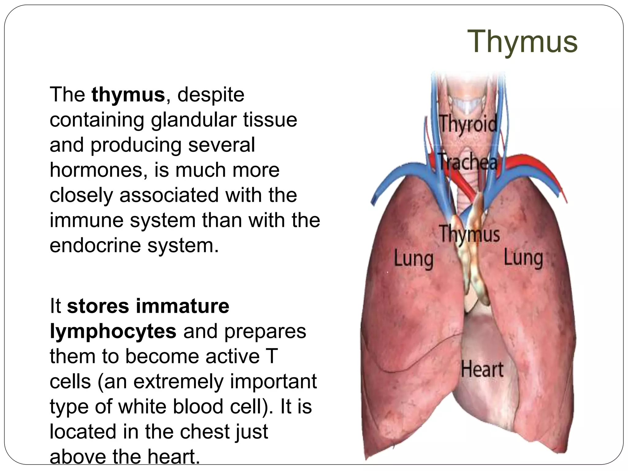 The thymus, despite
containing glandular tissue
and producing several
hormones, is much more
closely associated with the
immune system than with the
endocrine system.
It stores immature
lymphocytes and prepares
them to become active T
cells (an extremely important
type of white blood cell). It is
located in the chest just
above the heart.
Thymus
 