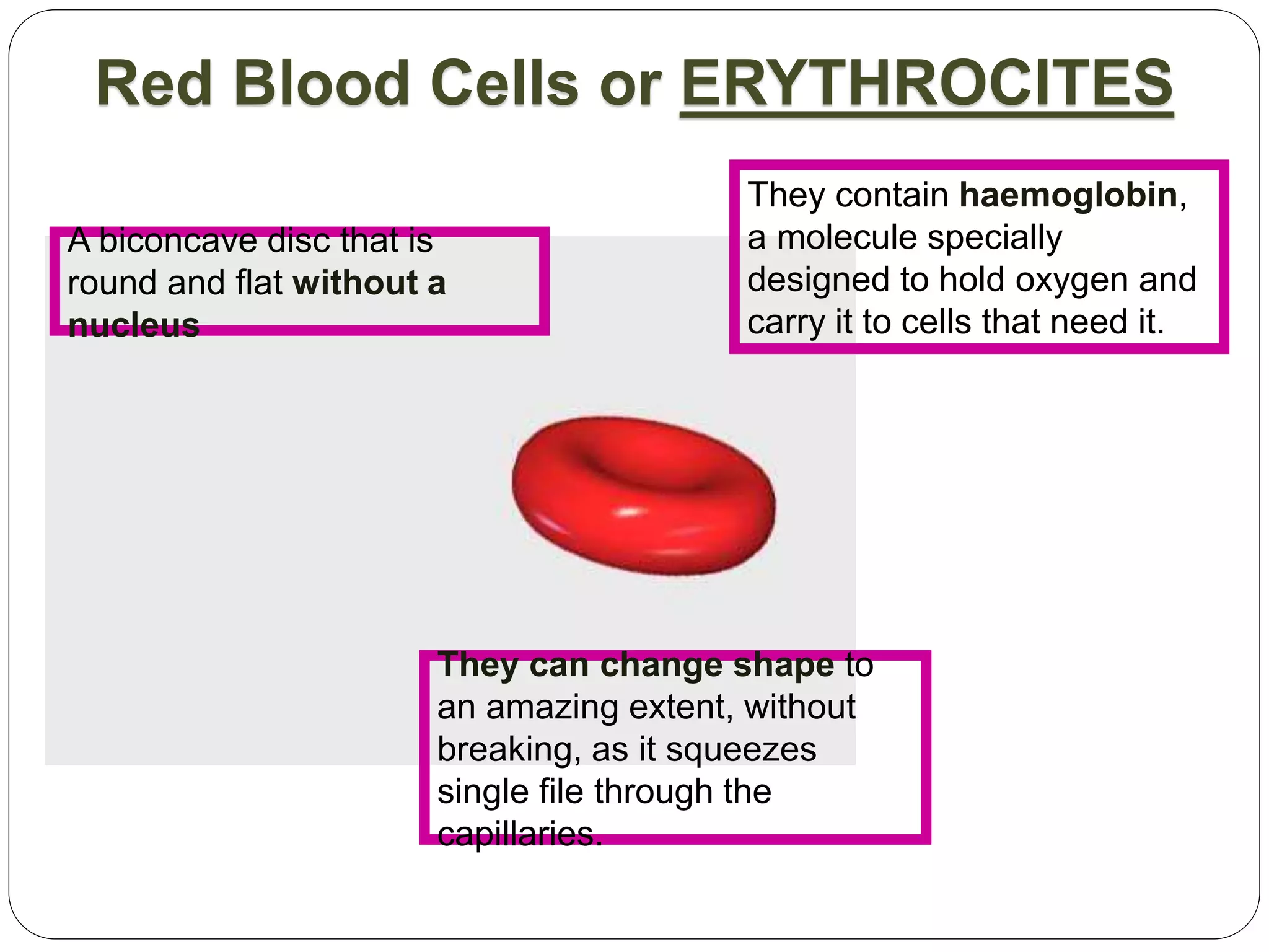 Red Blood Cells or ERYTHROCITES
They contain haemoglobin,
a molecule specially
designed to hold oxygen and
carry it to cells that need it.
They can change shape to
an amazing extent, without
breaking, as it squeezes
single file through the
capillaries.
A biconcave disc that is
round and flat without a
nucleus
 