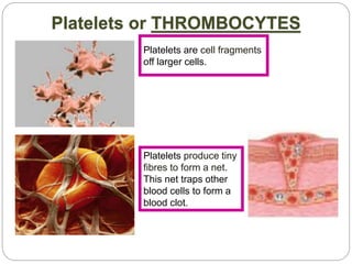 Platelets or THROMBOCYTES
Platelets are cell fragments
off larger cells.
Platelets produce tiny
fibres to form a net.
This net traps other
blood cells to form a
blood clot.
 