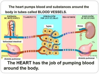 The heart pumps blood and substances around the
body in tubes called BLOOD VESSELS.
The HEART has the job of pumping blood
around the body.
Vellosidad intestinal
Alvéolo pulmonar
Tejido Riñón
Alvéolo pulmonar
 