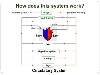 lungs
head & arms
liver
digestive system
kidneys
legs
pulmonary artery
aorta
pulmonary vein
Cava vein
LeftRight
How does this system work?
Circulatory System
 
