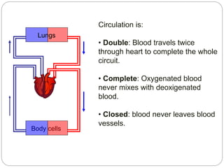 Lungs
Body cells
Circulation is:
• Double: Blood travels twice
through heart to complete the whole
circuit.
• Complete: Oxygenated blood
never mixes with deoxigenated
blood.
• Closed: blood never leaves blood
vessels.
 