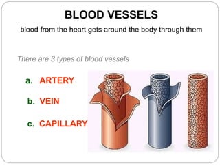 BLOOD VESSELS
blood from the heart gets around the body through them
There are 3 types of blood vessels
a. ARTERY
b. VEIN
c. CAPILLARY
 