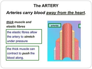 The ARTERY
thick muscle and
elastic fibres
Arteries carry blood away from the heart.
the elastic fibres allow
the artery to stretch
under pressure
the thick muscle can
contract to push the
blood along.
 