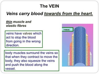 The VEIN
Veins carry blood towards from the heart.
thin muscle and
elastic fibres
veins have valves which
act to stop the blood
from going in the wrong
direction.
body muscles surround the veins so
that when they contract to move the
body, they also squeeze the veins
and push the blood along the
vessel.
 