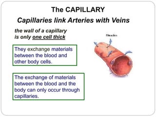 The CAPILLARY
Capillaries link Arteries with Veins
the wall of a capillary
is only one cell thick
They exchange materials
between the blood and
other body cells.
The exchange of materials
between the blood and the
body can only occur through
capillaries.
 