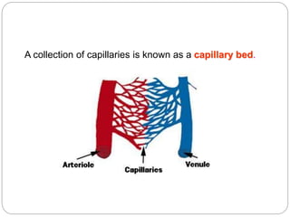 A collection of capillaries is known as a capillary bed.
 