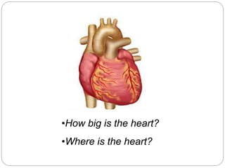 •How big is the heart?
•Where is the heart?
 