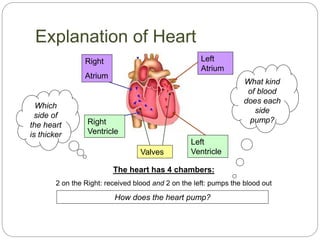 Explanation of Heart
Right
Atrium
Right
Ventricle
Left
Atrium
Left
VentricleValves
The heart has 4 chambers:
2 on the Right: received blood and 2 on the left: pumps the blood out
How does the heart pump?
What kind
of blood
does each
side
pump?
Which
side of
the heart
is thicker
 