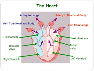 The Heart
Left Ventricle
Left Atrium
Right Atrium
Right Ventricle
Tricuspid
valve
Vein from Lungs
Artery to Head and BodyArtery to Lungs
Vein from Head and Body
Mitral
valve
 