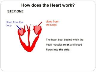 How does the Heart work?
blood from the
body
blood from
the lungs
The heart beat begins when the
heart muscles relax and blood
flows into the atria.
STEP ONE
 