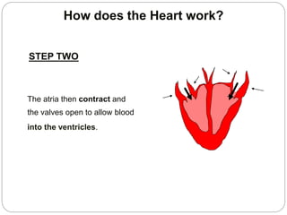 The atria then contract and
the valves open to allow blood
into the ventricles.
How does the Heart work?
STEP TWO
 