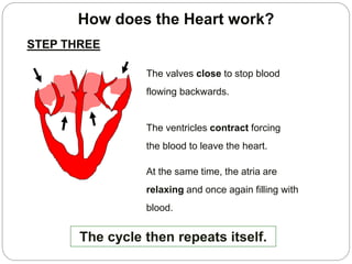 How does the Heart work?
The valves close to stop blood
flowing backwards.
The ventricles contract forcing
the blood to leave the heart.
At the same time, the atria are
relaxing and once again filling with
blood.
The cycle then repeats itself.
STEP THREE
 