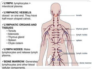 LYMPH: lymphocytes +
intersticial plasma.
LYMPHATIC VESSELS:
closed on one end. They have
half-moon shaped valves.
LYMPHATIC ORGANS AND
TISSUES:
• Tonsils
• Adenoids
• Thymus gland
• Spleen
• Chyle cistern
LYMPH NODES: Make
lymphocytes and release lymph
plasma.
BONE MARROW: Generates
lymphocytes and other blood
cellular components.
 