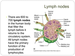  There are 600 to
700 lymph nodes
in the human body
that filter the
lymph before it
returns to the
circulatory system.
All lymph nodes
have the primary
function of the
production of
lymphocytes.
Lymph nodes
 