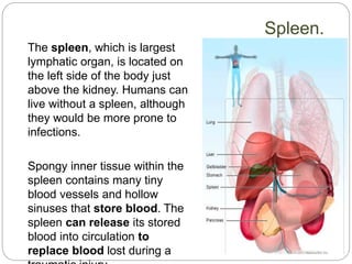 The spleen, which is largest
lymphatic organ, is located on
the left side of the body just
above the kidney. Humans can
live without a spleen, although
they would be more prone to
infections.
Spongy inner tissue within the
spleen contains many tiny
blood vessels and hollow
sinuses that store blood. The
spleen can release its stored
blood into circulation to
replace blood lost during a
Spleen.
 