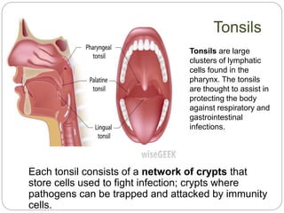Each tonsil consists of a network of crypts that
store cells used to fight infection; crypts where
pathogens can be trapped and attacked by immunity
cells.
Tonsils
Tonsils are large
clusters of lymphatic
cells found in the
pharynx. The tonsils
are thought to assist in
protecting the body
against respiratory and
gastrointestinal
infections.
 