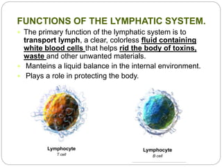 FUNCTIONS OF THE LYMPHATIC SYSTEM.
 The primary function of the lymphatic system is to
transport lymph, a clear, colorless fluid containing
white blood cells that helps rid the body of toxins,
waste and other unwanted materials.
 Manteins a liquid balance in the internal environment.
 Plays a role in protecting the body.
 