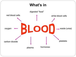 What’s in
red blood cells white blood cells
platelets
plasma
carbon dioxide
digested “food”
waste (urea)
hormones
oxygen
 