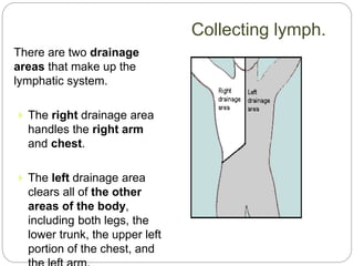 There are two drainage
areas that make up the
lymphatic system.
 The right drainage area
handles the right arm
and chest.
 The left drainage area
clears all of the other
areas of the body,
including both legs, the
lower trunk, the upper left
portion of the chest, and
Collecting lymph.
 