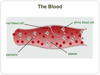 The Blood
plasma
red blood cell white blood cell
platelets
 