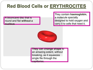 Red Blood Cells or ERYTHROCITES
They contain haemoglobin,
a molecule specially
designed to hold oxygen and
carry it to cells that need it.
They can change shape to
an amazing extent, without
breaking, as it squeezes
single file through the
capillaries.
A biconcave disc that is
round and flat without a
nucleus
 