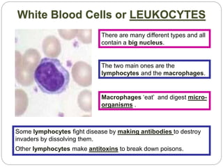 White Blood Cells or LEUKOCYTES
There are many different types and all
contain a big nucleus.
The two main ones are the
lymphocytes and the macrophages.
Some lymphocytes fight disease by making antibodies to destroy
invaders by dissolving them.
Other lymphocytes make antitoxins to break down poisons.
Macrophages ‘eat’ and digest micro-
organisms .
 