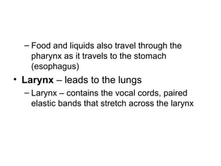 – Food and liquids also travel through the
pharynx as it travels to the stomach
(esophagus)
• Larynx – leads to the lungs
– Larynx – contains the vocal cords, paired
elastic bands that stretch across the larynx
 