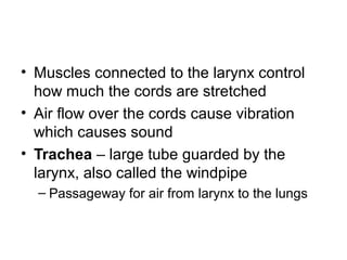 • Muscles connected to the larynx control
how much the cords are stretched
• Air flow over the cords cause vibration
which causes sound
• Trachea – large tube guarded by the
larynx, also called the windpipe
– Passageway for air from larynx to the lungs
 