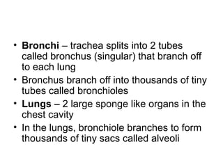 • Bronchi – trachea splits into 2 tubes
called bronchus (singular) that branch off
to each lung
• Bronchus branch off into thousands of tiny
tubes called bronchioles
• Lungs – 2 large sponge like organs in the
chest cavity
• In the lungs, bronchiole branches to form
thousands of tiny sacs called alveoli
 